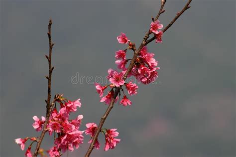 Close Up Shot Of The Beautiful Cherry Blossom Stock Photo Image Of