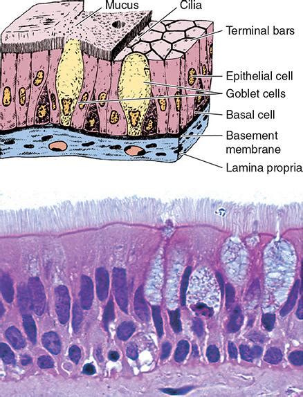 Chapter 4 Epithelial Tissue Flashcards Easy Notecards