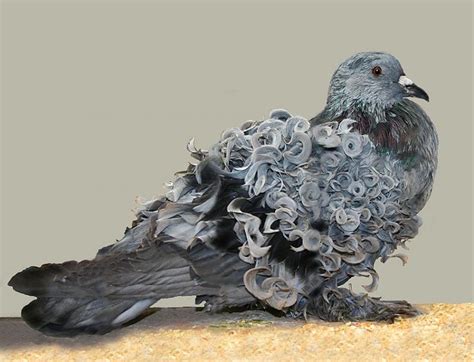 Frillback Pigeons A Fancy Pigeon Breed With Naturally Curly Feathers
