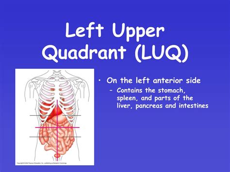 The human abdomen is divided into quadrants and regions by anatomists and physicians for the purposes of study, diagnosis, and treatment. PPT - BODY CAVITIES PowerPoint Presentation, free download ...