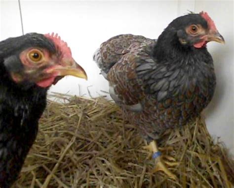 Barnevelders or 'barnies' as they are affectionately known, are relative newcomers to the world of chickens. Zwerg-Barnevelder blau-doppeltgesäumt