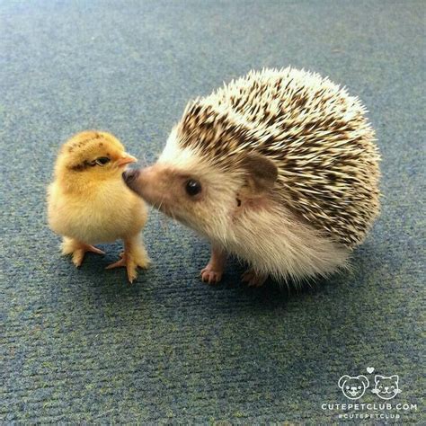 Cute Little Cute Pet Hedgehog Page 33 Of 52 Sciliy Baby Animals