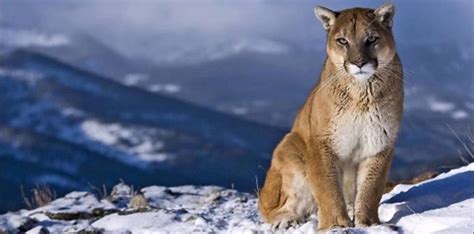 30 Claw Some Facts About Cougars The Fact Site Mountain Lion