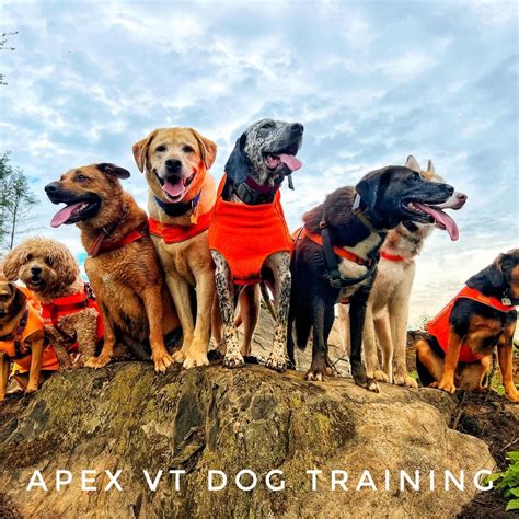 Apex Vermont Dog Training Milton Vt