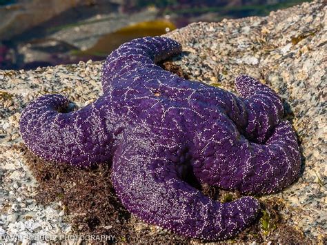 Purple Sea Star Pisaster Ochraceus Flickr Photo Sharing