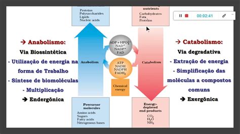 Anabolismo E Catabolismo Sao Processos