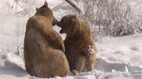 Tierischer Spaß Bären Spielen Im Schnee Oe24at