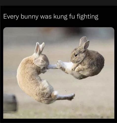 Every Bunny Was Kung Fu Fighting Rrabbits