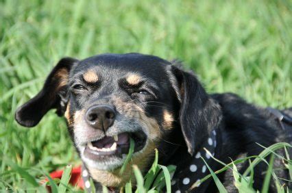 Why do puppies eat poop? Why Does My Rottweiler Eat Poop? | RottweilerHQ.com