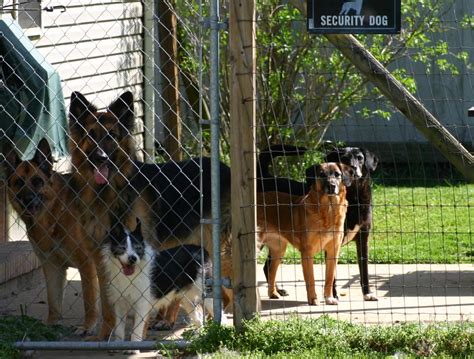 The Little Dog Shelter In The Holler As Time Goes By