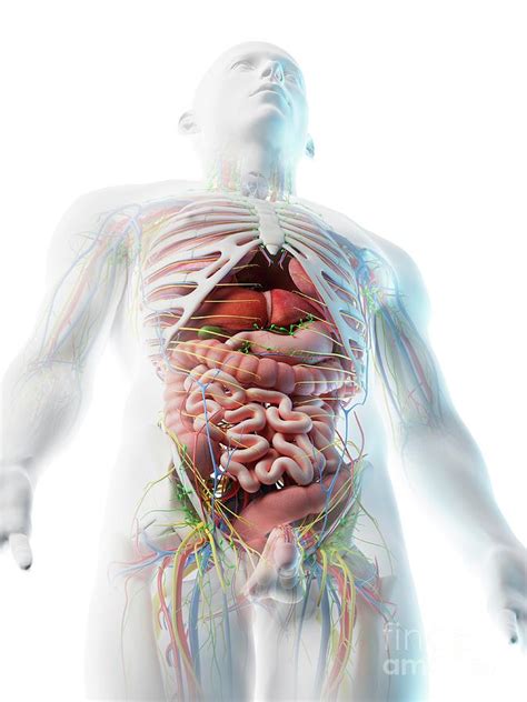 The human body is the structure of a human being.it is composed of many different types of cells that together create tissues and subsequently organ systems.they ensure homeostasis and the viability of the human body. Male Upper Body Anatomy Photograph by Sebastian Kaulitzki/science Photo Library