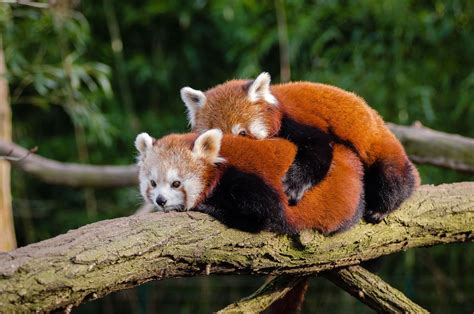 Panda Hugs Imgur Cutest Animals On Earth Cute Animals Puppies