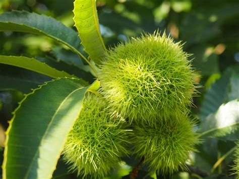 Spiny fruit tree fruit trees. Free Images : leaf, flower, food, produce, evergreen ...