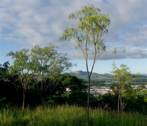 Wrightia Saligna Castle Hill Townsville Qld 140410 Flickr