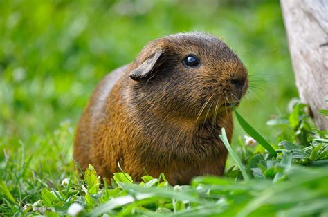 Companion Animals News And Facts By World Animal Foundation Guinea Pigs