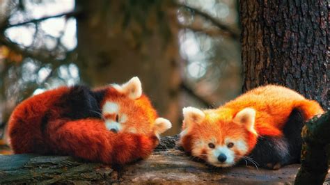 Two Red Pandas Are Lying Down On Tree Trunk In Blur Forest Trees