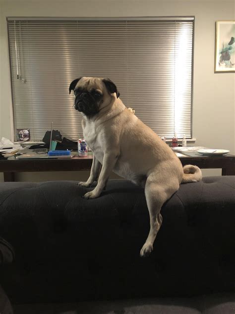 Psbattle This Pug Sitting On A Couch Funny Photoshop Pictures Funny