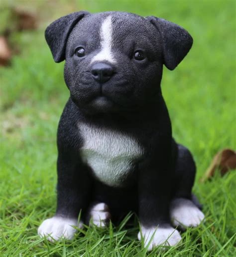 Pictures of Pitbull Puppies | Pitbull Puppies