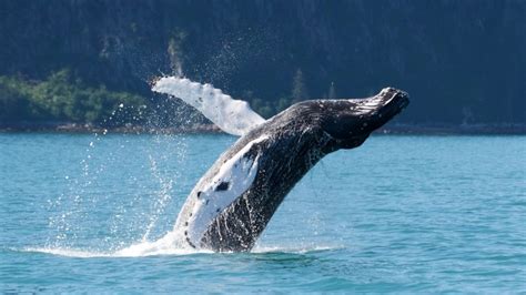 Gray Whale Watching Cruise - Major Marine Tours