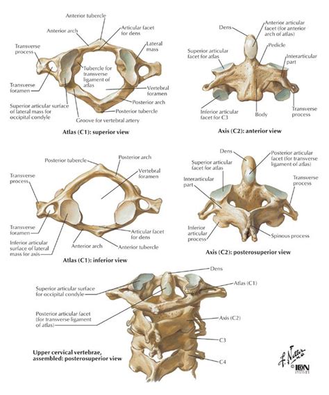 High Cervical Spine C1 C2 Anatomy Bones Medical Anatomy Anatomy Class