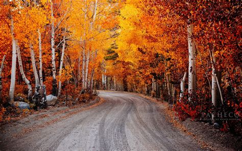 Autumn Fall Landscape Nature Tree Forest Leaf Leaves Road Path Trail Wallpaper 1920x1200