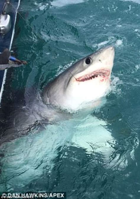 Angler Hauls Biggest Blue Shark Found In British Waters Daily Mail Online