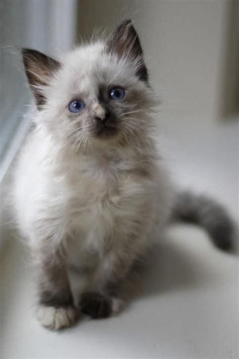 Meet Adora The Siamese Snowshoe Persian Mix Kitten Super Cute