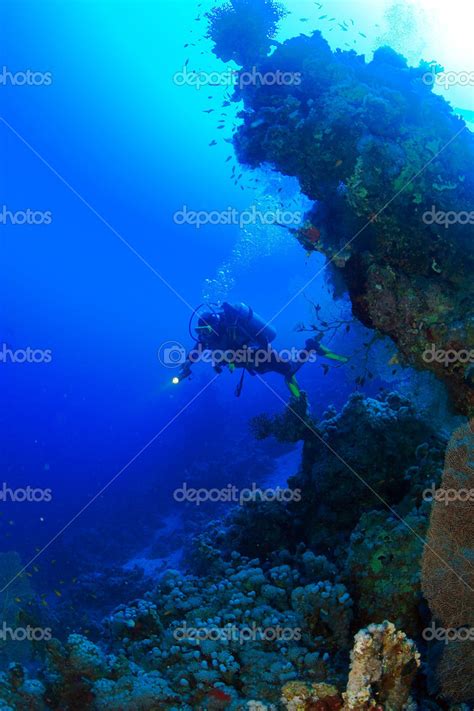 Marine Life In The Red Sea Stock Photo By ©uwstas 17040775