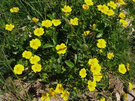 Dwarf Yellow Cinquefoil Planting Care And Tips Live Native Com