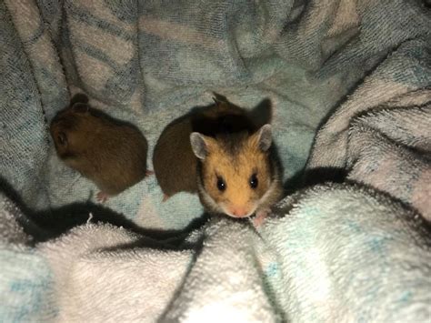 Baby Syrian Hamsters For Adoption In Gravesend Kent Gumtree