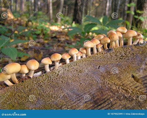 Mushrooms On A Stump Stock Image Image Of Hypholoma 107952399