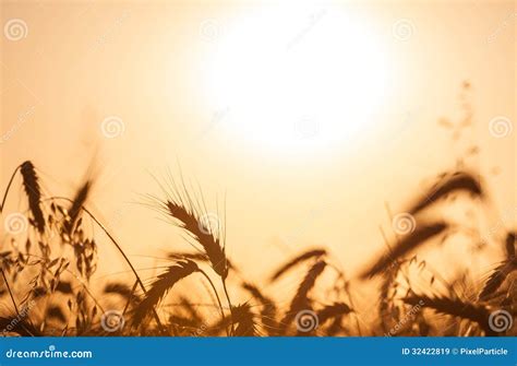 Wheat Field Crops In A Golden Sunset Stock Image Image Of Seed Farm