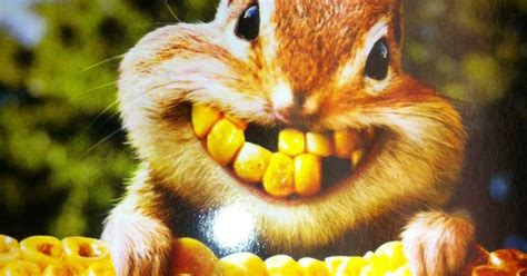 Chipmunk Corn Smile Teeth Are Terrific Pinterest Chipmunks