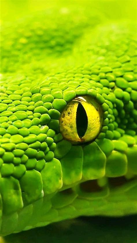 Snake Eye Snakes Green Reptiles Hd Phone Wallpaper Peakpx