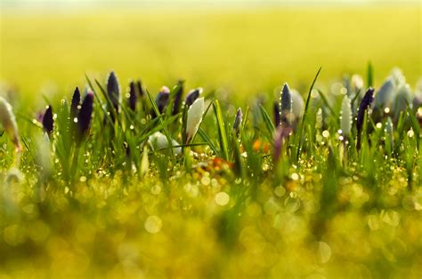 Spring Flowers Background Free Stock Photo Public Domain Pictures