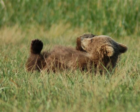 Cute Grizzly Bear Cub Of The Day Grizzly Bear Blog