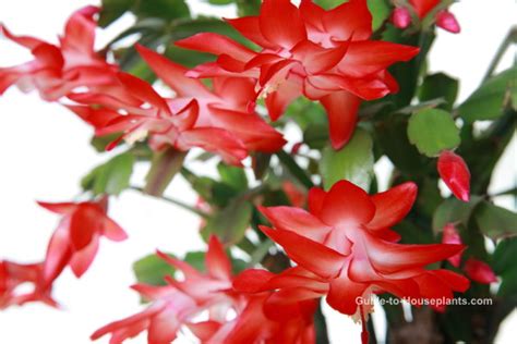 A christmas cactus is not poisonous towards cats. House Plants Safe for Cats