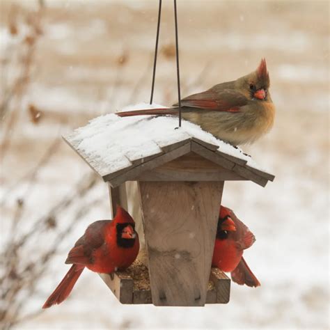 How To Attract And Feed Cardinals Help Cardinals Survive Winter