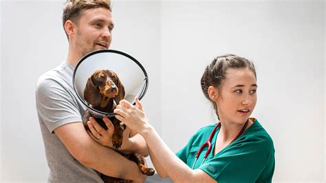 Veterinary Work Experience Learn About Vet Care Medivet Medivet Careers