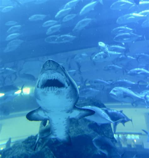 Sand Tiger Shark Dubai Aquarium Aquariumia