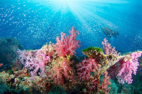 Beautiful Coral Reef Diving Fiji The World S Most Colourful Coral