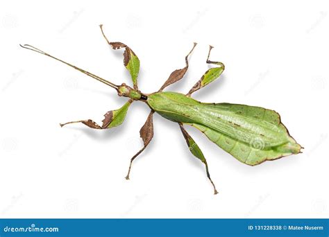 Male Adult Leaf Insect Phyllium Ericoriai Stock Photo Image Of Insect