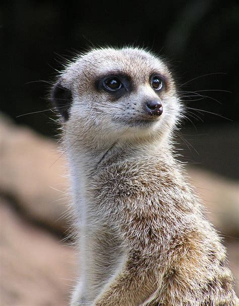 Meerkat Sentry Photograph By Margaret Saheed Fine Art America