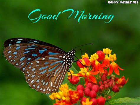 Share on facebook share on twitter pinterest linkedin tumblr email. 30 Good Morning With Butterfly Images and Quotes