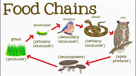 Food Chain In Ecosystem