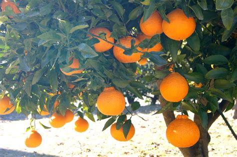 柑橘類（交雑品種）の育て方 色々な育て方の情報 育て方ボックス