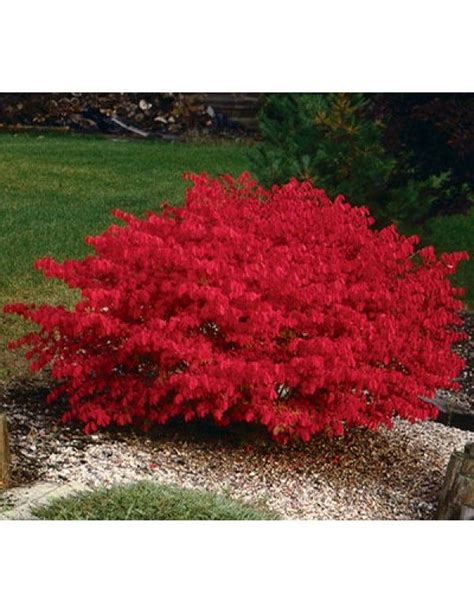 Burning Bush Dwarf Is A Lovely Green Shrub With Good Structure When Not