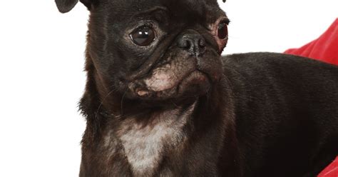 É um fungo oportunista, que está muito ligado à queda da imunidade. Fungos em Cachorro - Você sabe como são os tratamentos ...