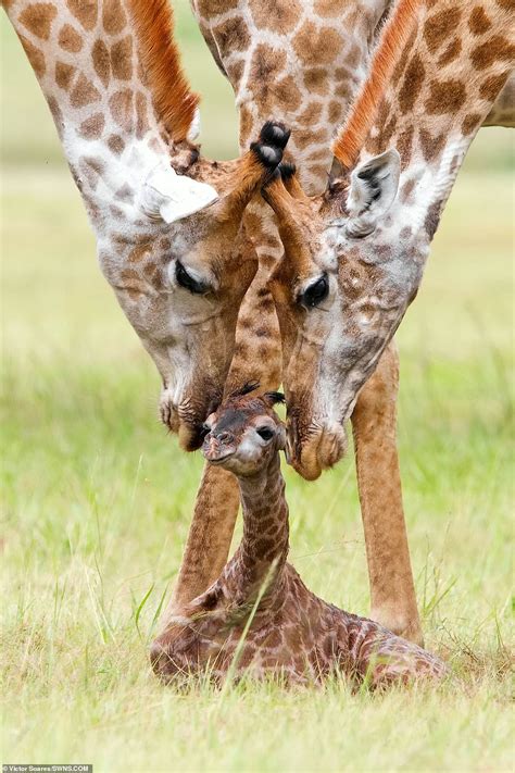 Newborn Giraffe Is Lovingly Fawned Over By Its Parents As They Clean It