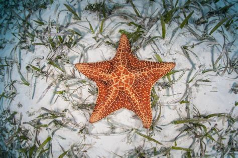 Red Cushion Sea Star Stock Photo Image Of Color Lies